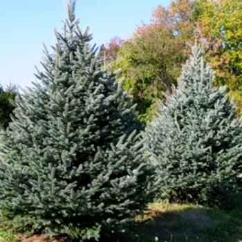 Picea pungens 'Fat Albert'