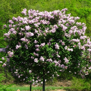 Syringa meyeri 'Paliban' TF