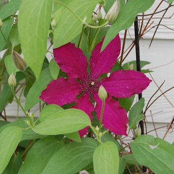 Clematis hybrid 'Niobe'