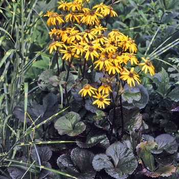 Ligularia dentata 'Midnight Lady'