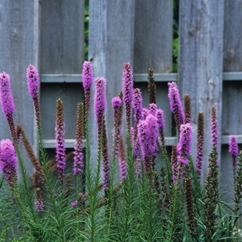 Liatris spicata 'Kobold Blazingstar'