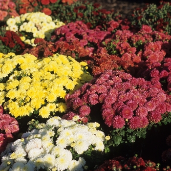 Chrysanthemum Garden Mums 'Multiple Varieties'