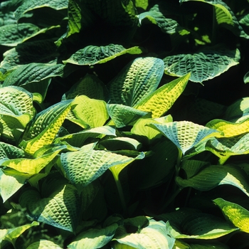 Hosta 'Paul's Glory'