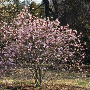 Magnolia x loebneri 'Leonard Messel'