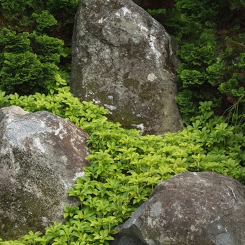 Pachysandra terminalis