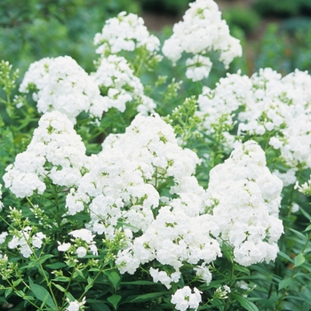 Phlox paniculata 'David'