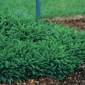 Picea abies 'Pumila'