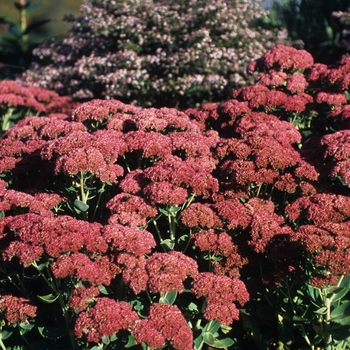 Sedum spectabile 'Autumn Joy'