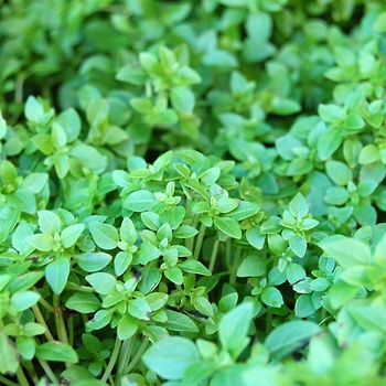 Ocimum basilicum