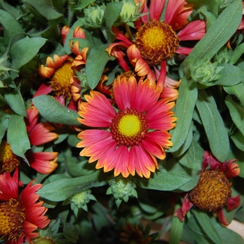 Gaillardia x 'Arizona Red Shades'