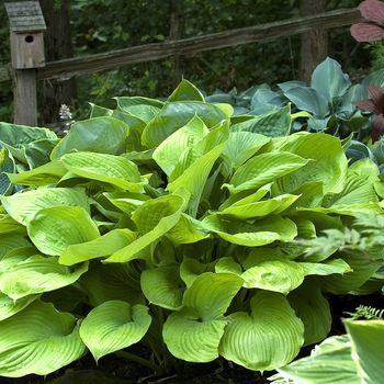 Hosta 'Sum and Substance'