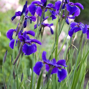 Iris sibirica 'Ceasars Brother'