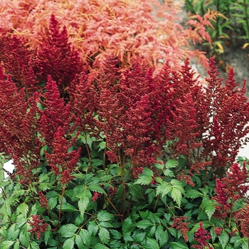 Astilbe japonica