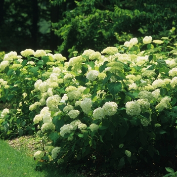 Hydrangea arborescens 'NCHA8'