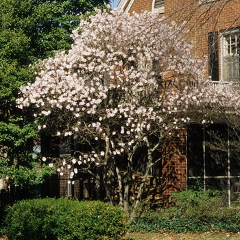 Magnolia stellata