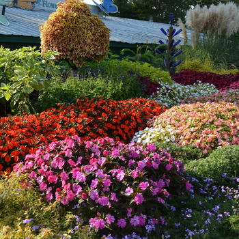 Impatiens 