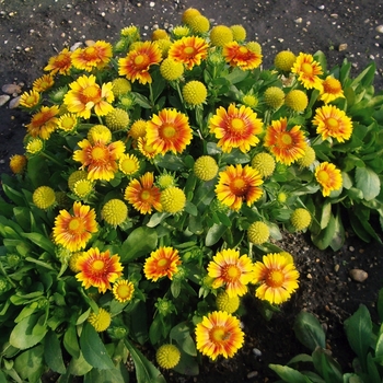 Gaillardia x ' Apricot Sun'