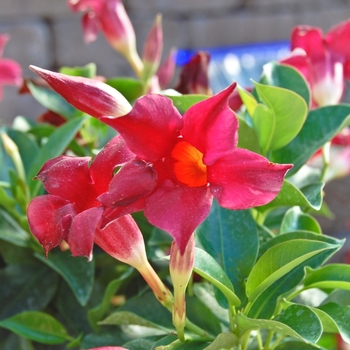 Mandevilla sunmanderemi