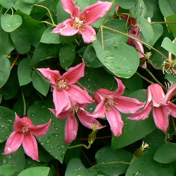 Clematis texensis