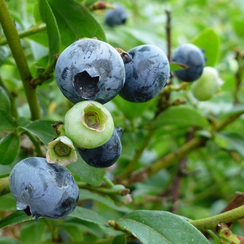 Vaccinium corymbosum x angustifolium 