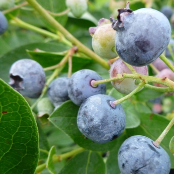 Vaccinium corymbosum x angustifolium 