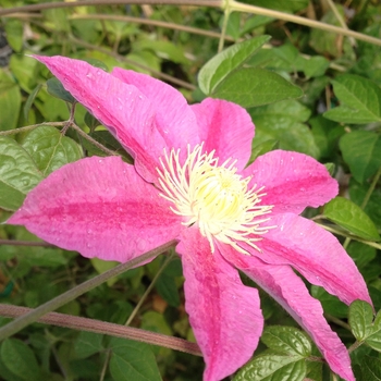 Clematis 'Abilene'