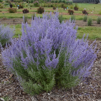 Perovskia atriplicifolia (Russian Sage)