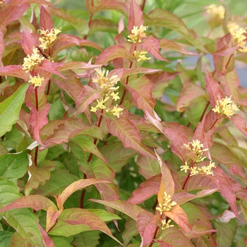 Diervilla rivularis 'Kodiak® Orange'