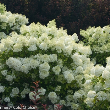 Hydrangea paniculata Bobo