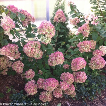 Hydrangea paniculata 'Jane'