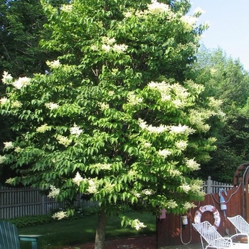 Syringa reticulata 