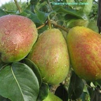 Pyrus Patten 
