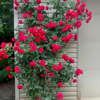 Rosa 'RADramblin' Rose
