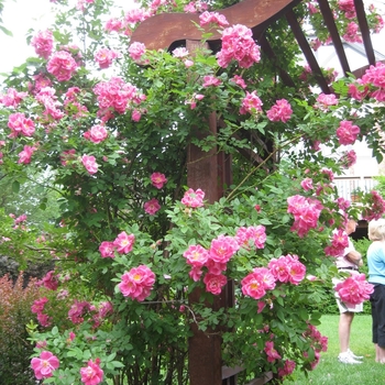 Rosa 'William Baffin' Rose