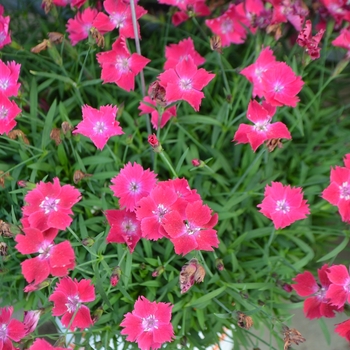 Dianthus gratianopolitanus
