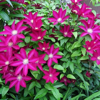 Clematis Bourbon 'Evipo 018'