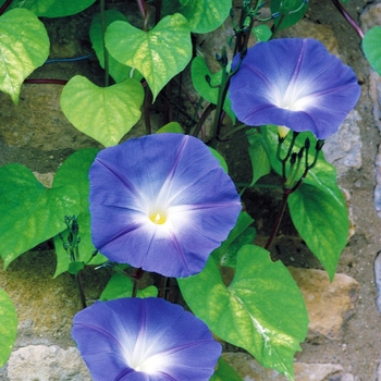 Morning Glory 