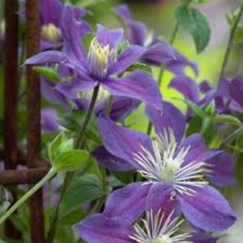 Clematis hybrid 'Arabella'