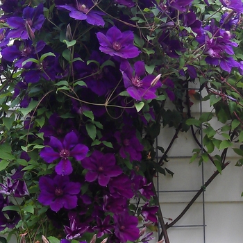 Clematis Viticella Venosa Violacea