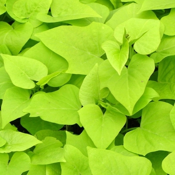 Ipomoea Batatas 