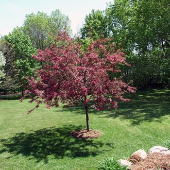 Malus 'Prairifire'