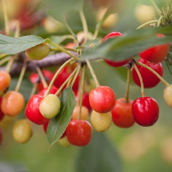 Prunus Eubank 