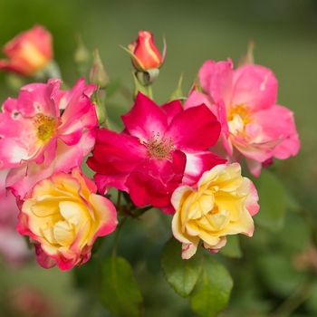 Rosa 