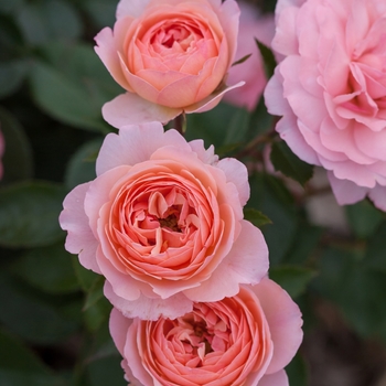 Rosa 'BAIypso'