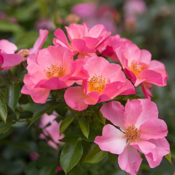 Rosa 'BAIrage' PP19945
