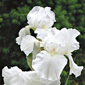 Bearded Iris 