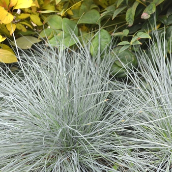 Festuca glauca 'Beyond Blue'