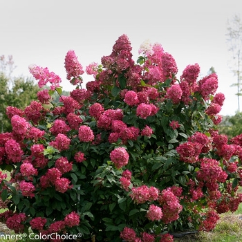 Hydrangea Firelight 