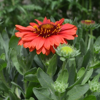 Gaillardia aristata 'SpinTop Red'