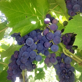 Vitis 